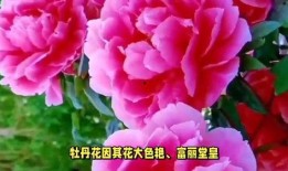 中国的国花是什么,探寻中国国花的魅力与象征意义